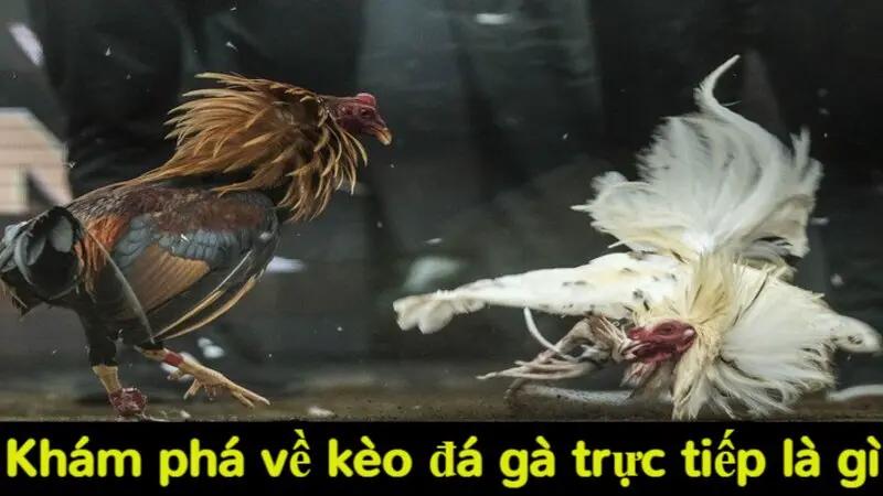 Tổng hợp các loại kèo đá gà trực tiếp phổ biến tại Alo789 2 Khám phá về kèo đá gà trực tiếp là gì?