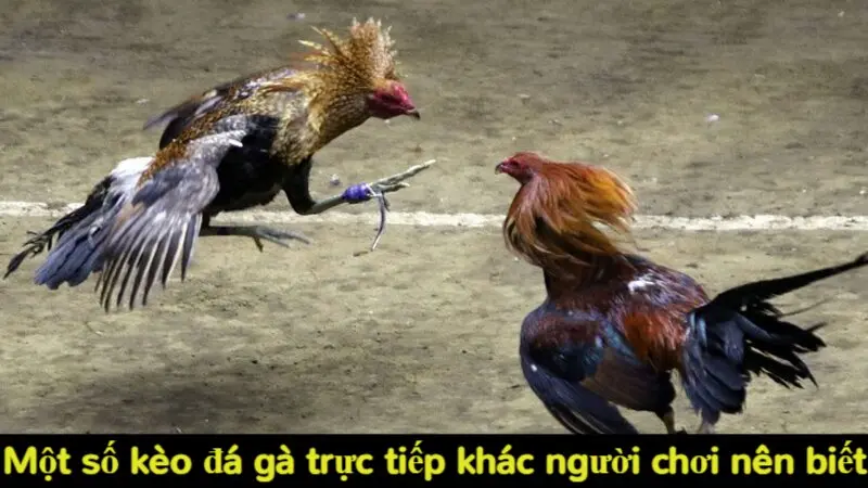 Tổng hợp các loại kèo đá gà trực tiếp phổ biến tại Alo789 6 Một số kèo đá gà trực tiếp khác người chơi nên biết