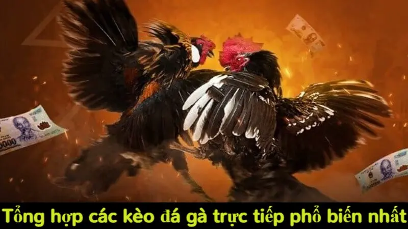 Tổng hợp các loại kèo đá gà trực tiếp phổ biến tại Alo789 3 Tổng hợp các kèo đá gà trực tiếp phổ biến nhất