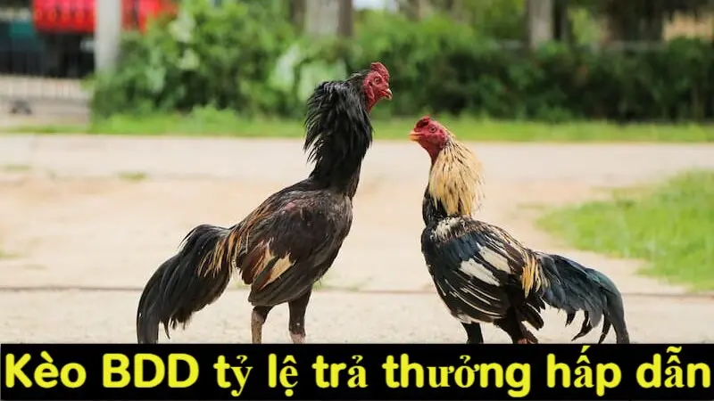 Tổng hợp các loại kèo đá gà trực tiếp phổ biến tại Alo789 4 Kèo BDD tỷ lệ trả thưởng hấp dẫn