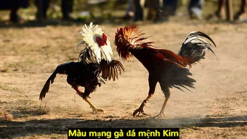 Màu mạng gà đá và những thông tin kê thủ nên biết 2024 5 Màu mạng gà đá mệnh Kim