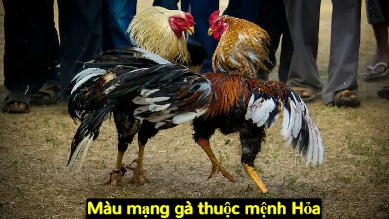 Màu mạng gà đá và những thông tin kê thủ nên biết 2024 4 Màu mạng gà thuộc mệnh Hỏa