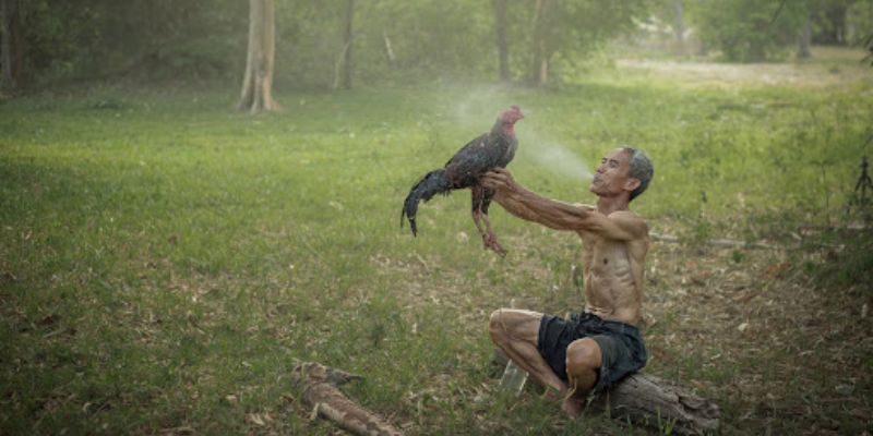 Cách Làm Nước Cho Gà Đá Trước Trận Sung Mãn, Phong Độ Tốt 4 Bí quyết làm nước cho chiến kê từ chuyên gia
