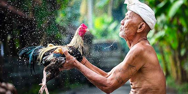 Cách Làm Nước Cho Gà Đá Trước Trận Sung Mãn, Phong Độ Tốt 2 Làm nước cho gà đá duy trì sự tỉnh táo, thi đấu vượt trội