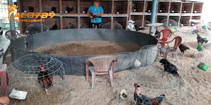 Lịch Trình Huấn Luyện Gà Đá Chuẩn Từ Chuyên Gia Mới Nhất Năm 2025 4 Giai đoạn 2: Gà lên chuồng