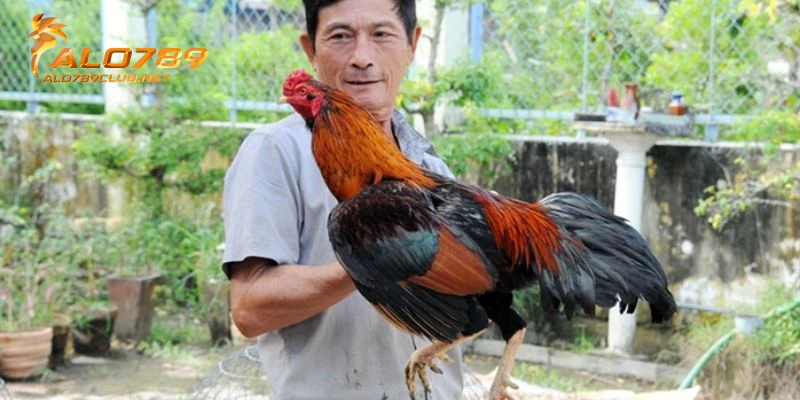 Lịch Trình Huấn Luyện Gà Đá Chuẩn Từ Chuyên Gia Mới Nhất Năm 2025 7 Giai đoạn 5: Đào tạo gà